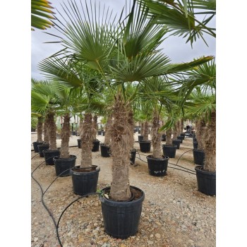 Chamaerops Excelsa Tronco 100/120 CT -16*/-18*